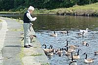 Feeding Geese at Ealees